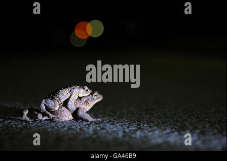 Crapaud commun, couple, Bottrop, Allemagne / (Bufo bufo) Banque D'Images