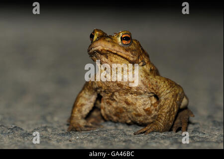 Crapaud commun, homme, Bottrop, Allemagne / (Bufo bufo) Banque D'Images