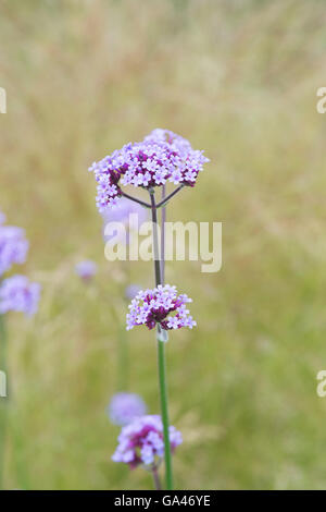 Verbena bonariensis. Verveine fleurs argentines en face de Stipa herbe. Banque D'Images