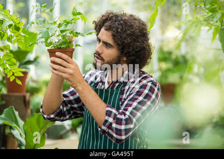 Jeune homme examinant jardinier plante en pot Banque D'Images