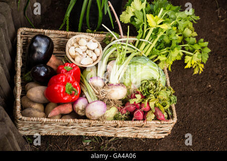 Portrait de légumes dans le jardin à la caisse en osier Banque D'Images