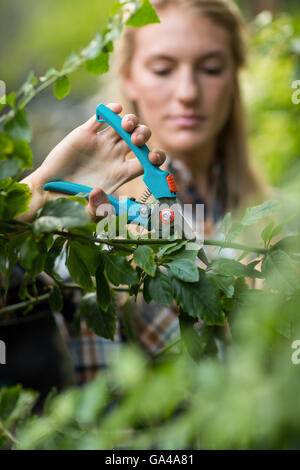 Élagage jardinier plantes avec cisaille Banque D'Images