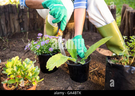 La plantation de plantes en pots au jardinier jardin Banque D'Images