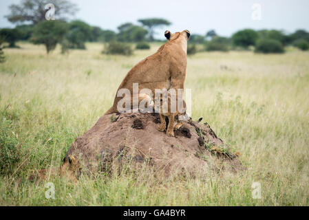 Lionne avec cub assis sur une termitière (Panthero leo), Parc national de Tarangire, Tanzanie Banque D'Images