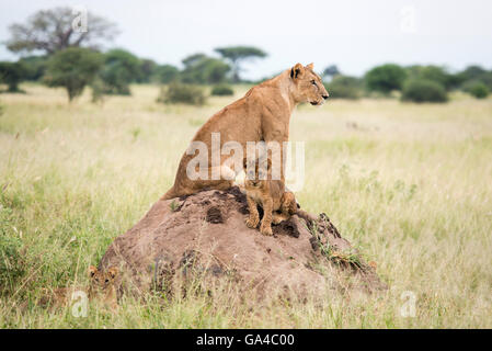 Lionne avec cub assis sur une termitière (Panthero leo), Parc national de Tarangire, Tanzanie Banque D'Images