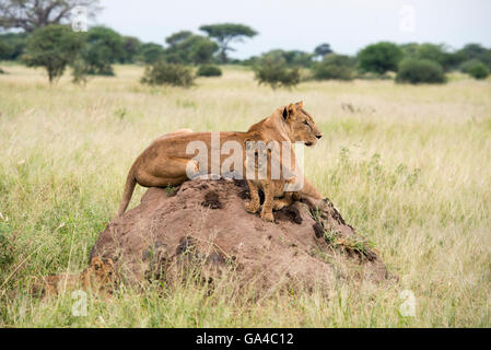 Lionne avec cub assis sur une termitière (Panthero leo), Parc national de Tarangire, Tanzanie Banque D'Images