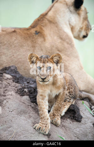 Lionne avec cub assis sur une termitière (Panthero leo), Parc national de Tarangire, Tanzanie Banque D'Images