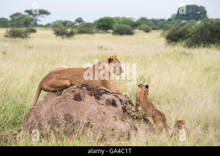 Lionne avec oursons assis sur une termitière (Panthero leo), Parc national de Tarangire, Tanzanie Banque D'Images