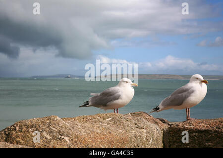 Mouettes perchées sur un mur dans le port, St Ives, Cornwall, UK Banque D'Images