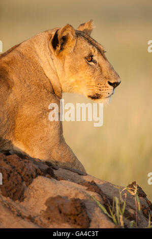 Lionne assis sur une termitière (Panthero leo), Parc national de Tarangire, Tanzanie Banque D'Images