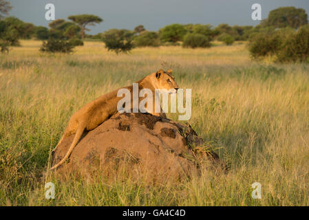 Lionne assis sur une termitière (Panthero leo), Parc national de Tarangire, Tanzanie Banque D'Images