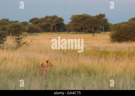 Lionne debout dans l'herbe haute (Panthero leo), Parc national de Tarangire, Tanzanie Banque D'Images