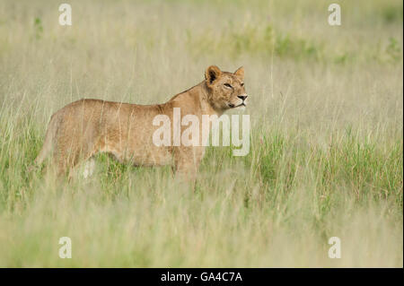 Lionne debout dans l'herbe haute (Panthero leo), Parc national de Tarangire, Tanzanie Banque D'Images