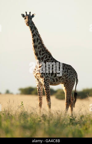 Maasai Girafe (Giraffa camelopardalis tippelskirchi), Parc national de Tarangire, Tanzanie Banque D'Images