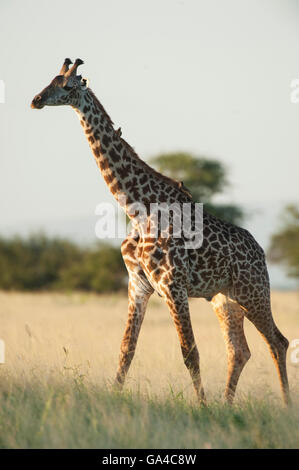 Maasai Girafe (Giraffa camelopardalis tippelskirchi), Parc national de Tarangire, Tanzanie Banque D'Images