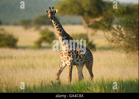 Maasai Girafe (Giraffa camelopardalis tippelskirchi), Parc national de Tarangire, Tanzanie Banque D'Images