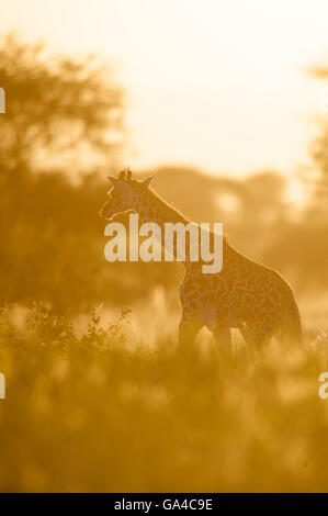 Girafe massaï au coucher du soleil (Giraffa camelopardalis tippelskirchi), Parc national de Tarangire, Tanzanie Banque D'Images