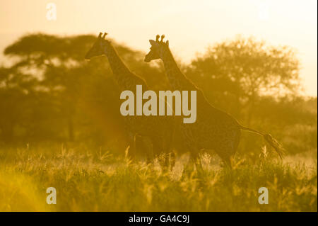 Girafe massaï au coucher du soleil (Giraffa camelopardalis tippelskirchi), Parc national de Tarangire, Tanzanie Banque D'Images