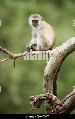 Singe vervet (Cercopithecus aethiops), Lake Manyara National Park, Tanzania Banque D'Images