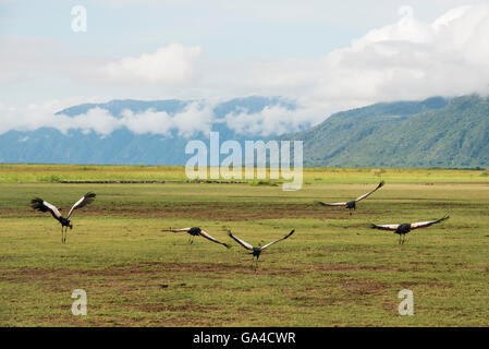 Gray grues couronnées (Balearica regulorum) vol, Lake Manyara National Park, Tanzania Banque D'Images