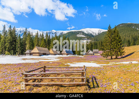 Stylo en bois pour la tenue de moutons sur prairie de fleurs de crocus fleurs dans la vallée Chocholowska, Tatras, Pologne Banque D'Images