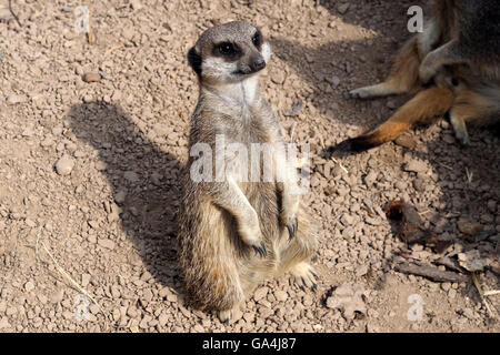 Meerkat sur service de sentinelle Banque D'Images