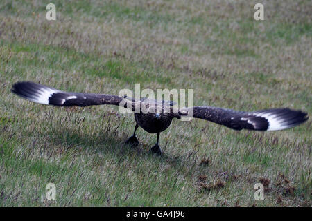 Great Skua Banque D'Images