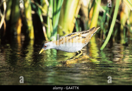 Little Crake (Porzana parva) mâle adulte Tsiknias River Grèce Lesvos Skala Kallonis Banque D'Images