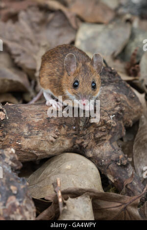 Souris à col jaune (Apodemus flavicollis) Banque D'Images