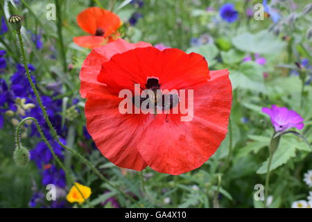 L'accent sur rouge coquelicot avec fleurs sauvages dans l'arrière-plan Banque D'Images