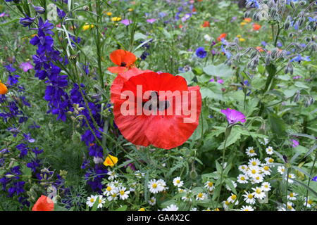 Portrait de l'accent sur rouge coquelicot avec fleurs sauvages dans l'arrière-plan Banque D'Images