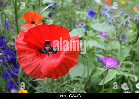 L'accent sur rouge coquelicot avec fleurs sauvages dans l'arrière-plan Banque D'Images