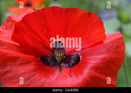 Close up of red poppy Banque D'Images