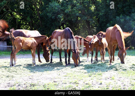 Les jeunes poulains et juments anglo arabian paisible pâturage ensemble sur horse ranch summertime Banque D'Images