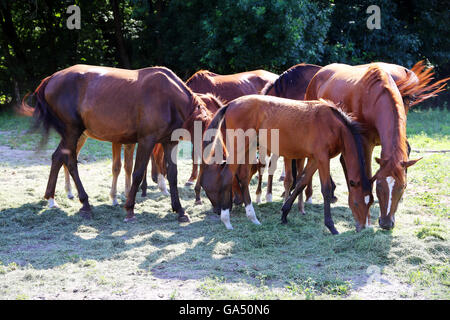 Les jeunes Juments Poulains anglo arabian et pâturage d'herbe verte sur le pré l'été Banque D'Images