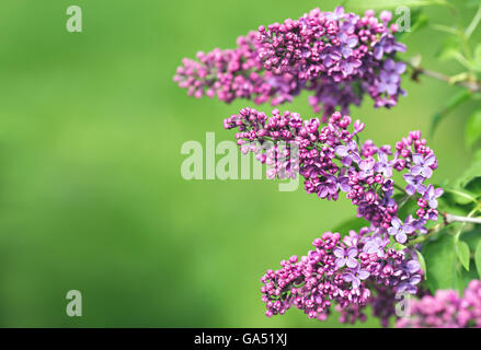 Branches de lilas violet sur fond vert, copy space Banque D'Images