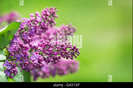 Branches de lilas violet sur fond vert, copy space Banque D'Images