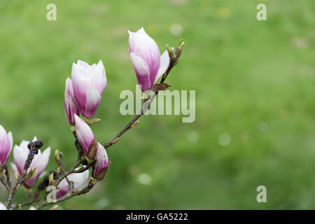 Belle floraison fleurs magnolia rose, copy space Banque D'Images