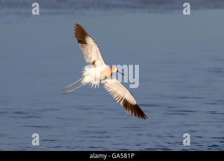 L'avocette d'Amérique (Recurvirostra americana) volant au-dessus de l'océan, Galveston, Texas, États-Unis Banque D'Images