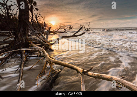 La Caroline du Sud, USA. 3 juillet, 2016. L'aube sur la plage lorsque la marée Boneyard tourne autour des arbres de bois flotté à Botany Bay Plantation 3 Juillet, 2016 à Edisto Island, Caroline du Sud. Chaque année 144 000 verges cubes de sable est lavée par les vagues sur la plage et l'érosion du littoral la forêt côtière le long du bord de mer. Credit : Planetpix/Alamy Live News Banque D'Images