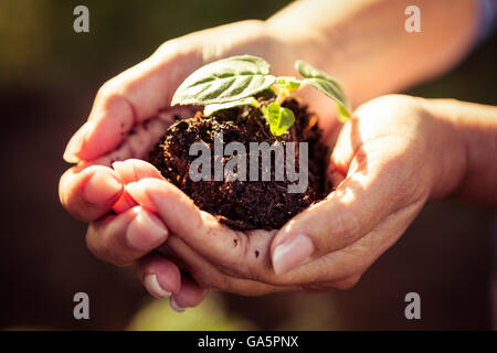 Close-up de plantules et la saleté dans les mains des jardiniers Banque D'Images