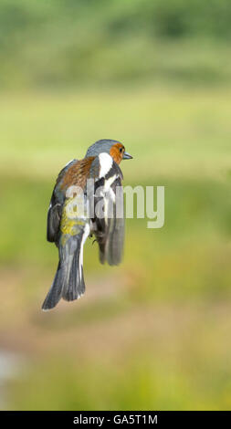 Chaffinch en vol Banque D'Images