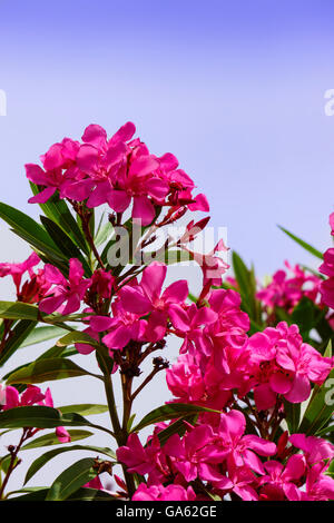 Fleurs de lauriers roses. Banque D'Images