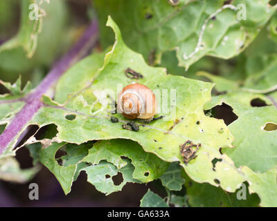 Slug sur un chou-rave (ou navet navet allemand) feuille de chou avec slug et mouche du chou. Banque D'Images