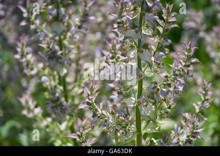 Salvia sclarea clary, sauge sclarée,en pleine floraison Banque D'Images