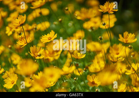 Feuilles lancéolées Coreopsis lanceolata fleurs jaune Banque D'Images