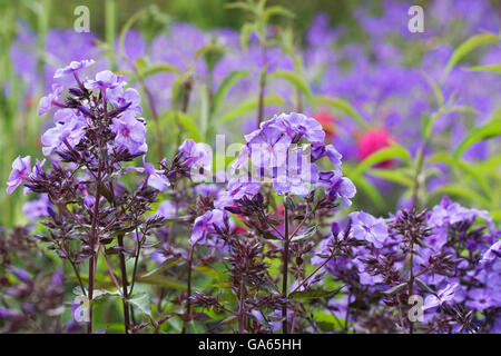 Phlox paniculata 'Blue Paradise'' Banque D'Images