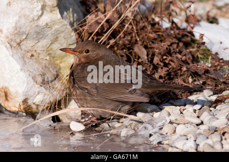 Merle noir (Turdus merula) féminin vient de prendre un verre dans un ruisseau gelé - bavière/Allemagne Banque D'Images