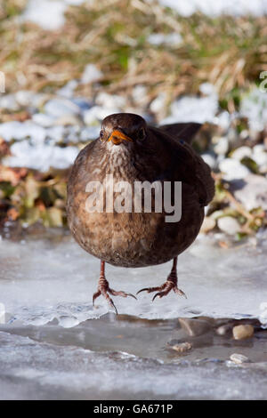 Merle noir (Turdus merula) féminin vient de prendre un verre dans un ruisseau gelé - bavière/Allemagne Banque D'Images