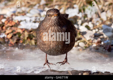 Merle noir (Turdus merula) féminin vient de prendre un verre dans un ruisseau gelé - bavière/Allemagne Banque D'Images